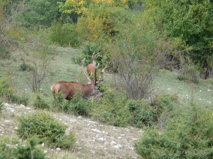 Alla corte di Sua Maest l''Unicorno - (fotoracconto fantasy)